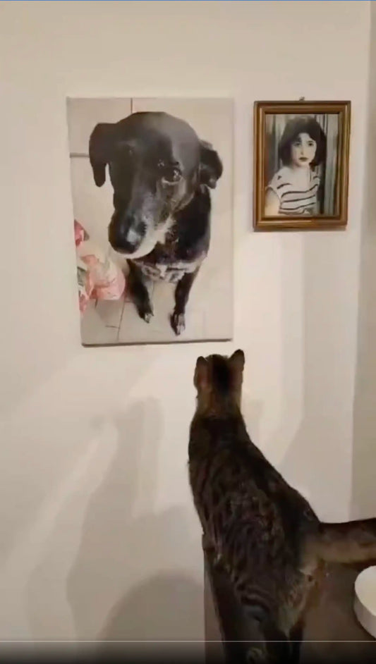 Cat's Reaction to Photo of Late Dog Leaves Family in Tears