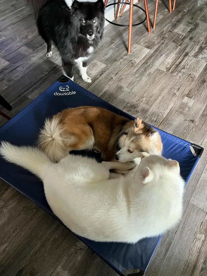 Keep Your Dog Cool with the Cooling Elevated Dog Cot with Refillable Ice Pack: The Ultimate Summer Solution