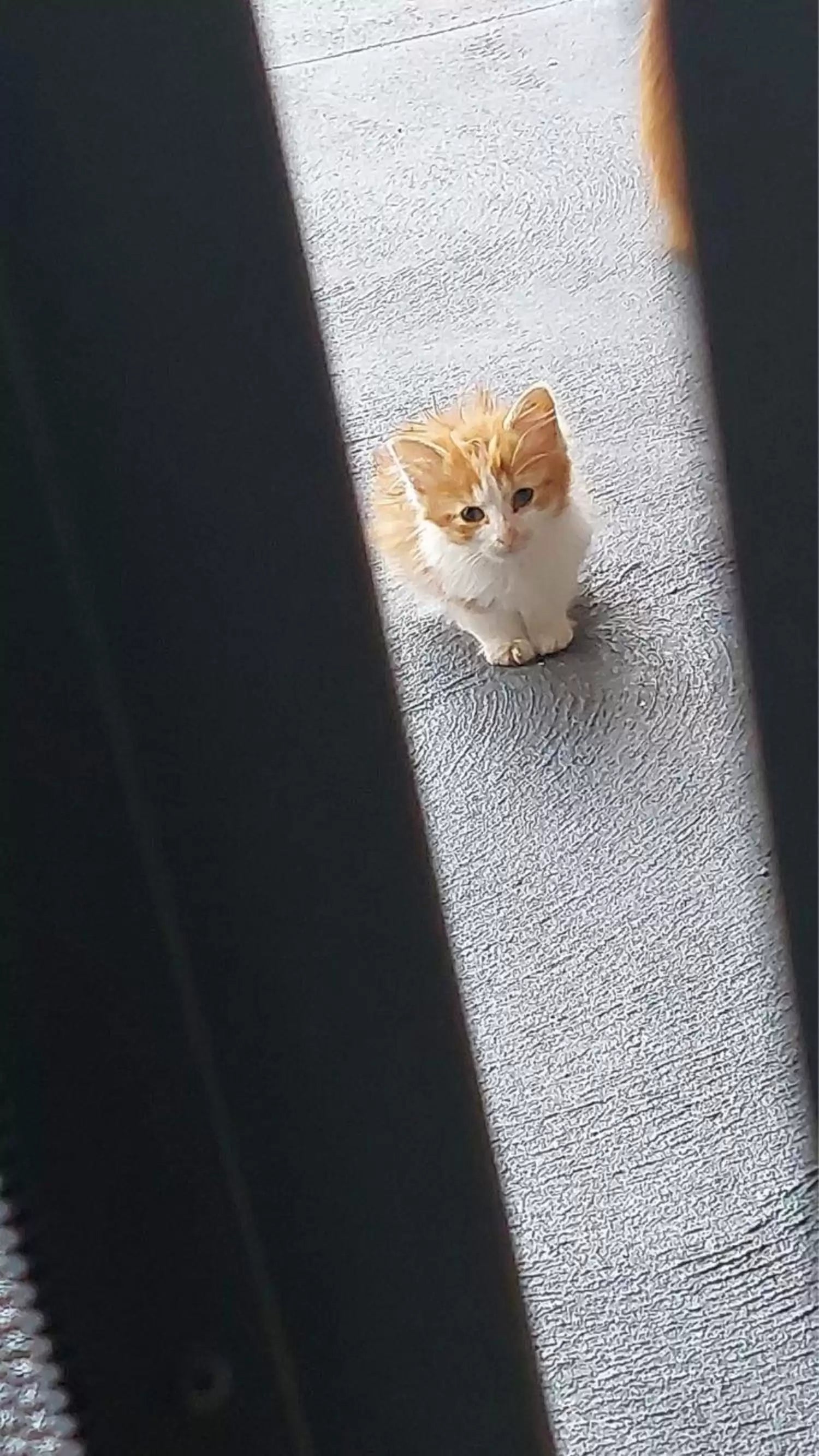 Neighborhood Cats Smell Something Cooking And Show Up With All Their Kittens