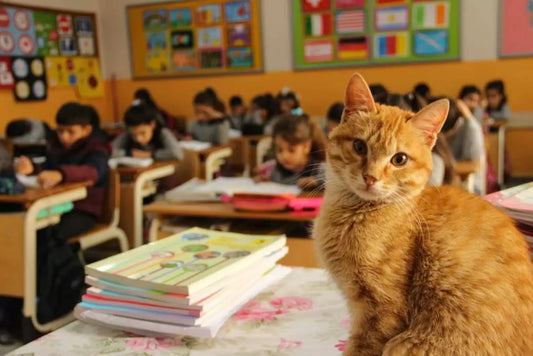Cat Wanders Into Third-Grade Class — And Decides He's Never Leaving